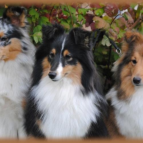 Eleveur : Les Diablotins de Nooch