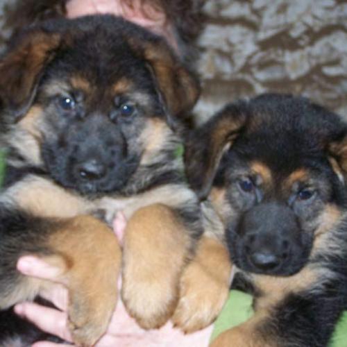 Eleveur de berger allemand