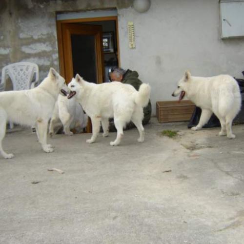 Élevage : berger blanc suisse