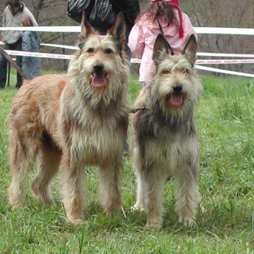 Élevage : berger de picardie