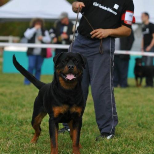 Élevage : epagneul king charles rottweiler