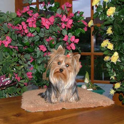 Eleveur : LE CLOS KEMORICK