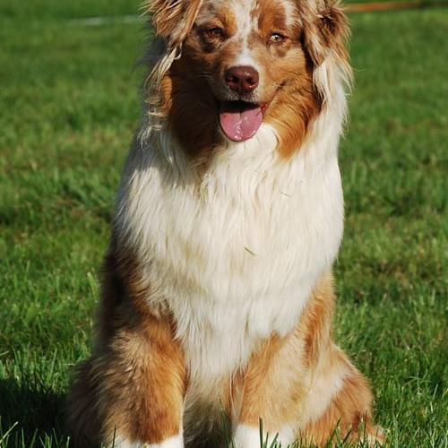 Eleveur : ELEVAGE DES VERGERS DE LA COMBE