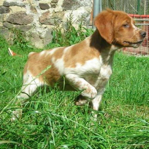 Eleveur : ELEVAGE DE TREMOUARD