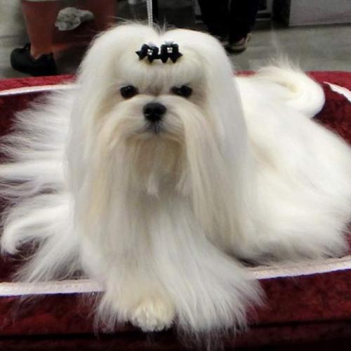 Élevage : bichon maltais