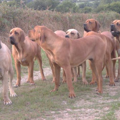 Élevage : fila brasileiro