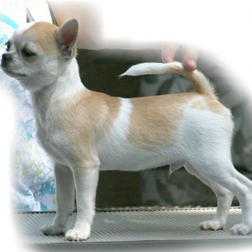 élevage de la race chihuahua