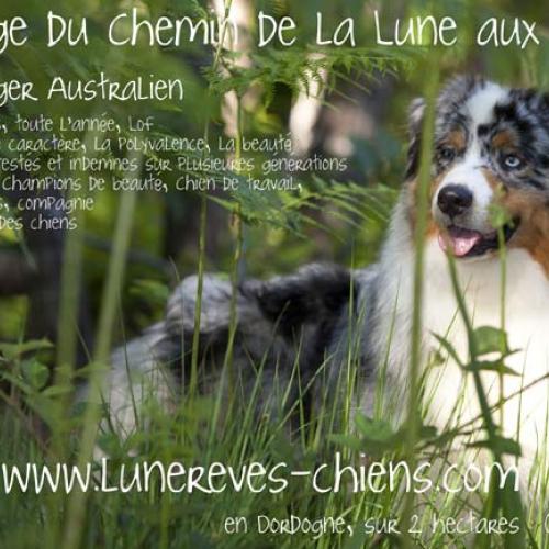 Eleveur : elevage du Chemin de la Lune aux Rêves