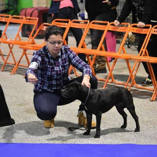 élevage de Staffordshire Bull Terrier
