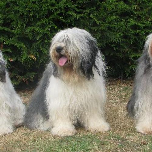 Eleveur : L eClos de l'Igloo