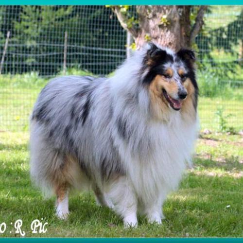 Élevage : collie a poil long