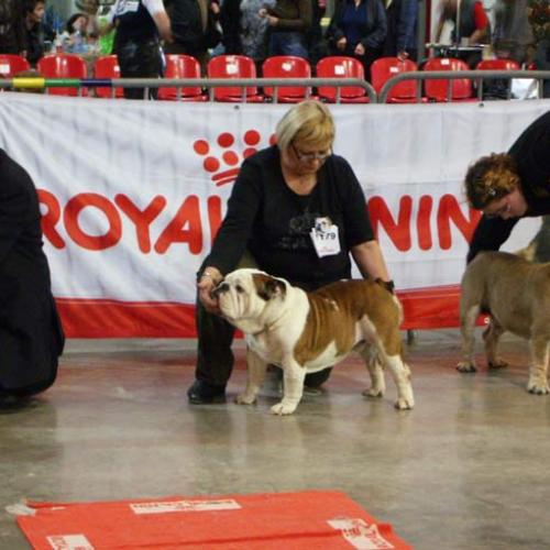 Eleveur : Elevage du Grand Cassieu