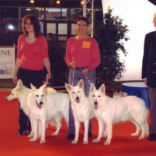 Élevage : berger blanc suisse