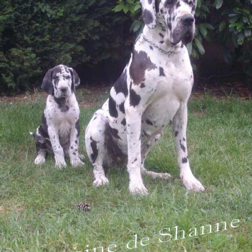 Élevage : dogue allemand