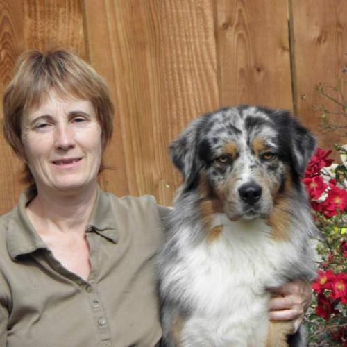 Élevage : berger australien