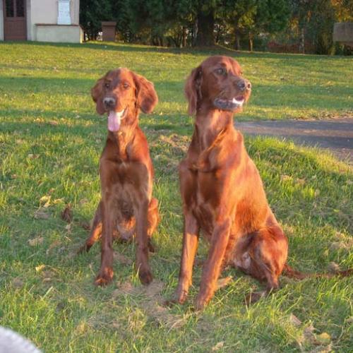 Élevage : setter irlandais rouge