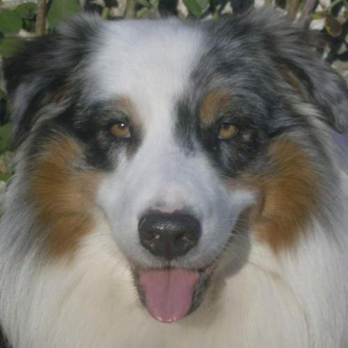 Eleveur berger austra. teckel, husky bouledogue fr