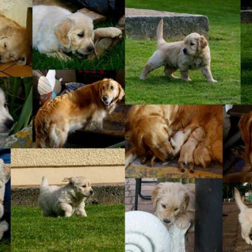 Élevage des Golden Retrievers des Mielles du cap H