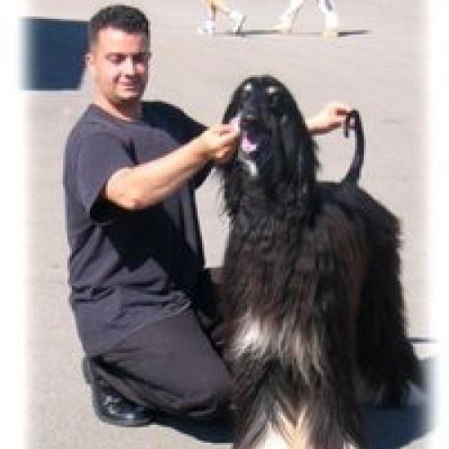 Élevage : levrier afghan