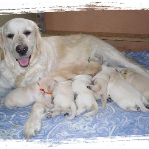 Élevage : golden retriever