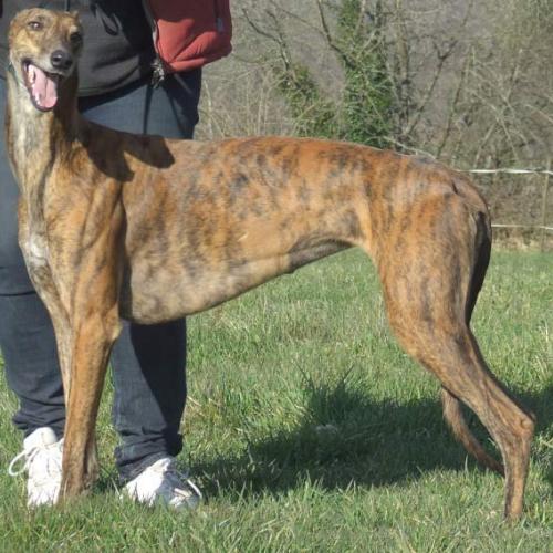 Élevage : greyhound