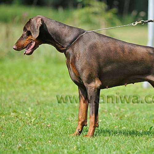 Élevage de la race dobermann