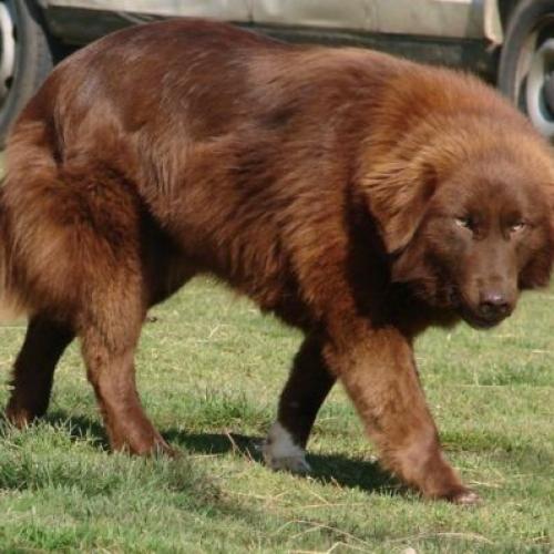 Élevage : savannah chien de montagne de l atlas pur-sang arabe