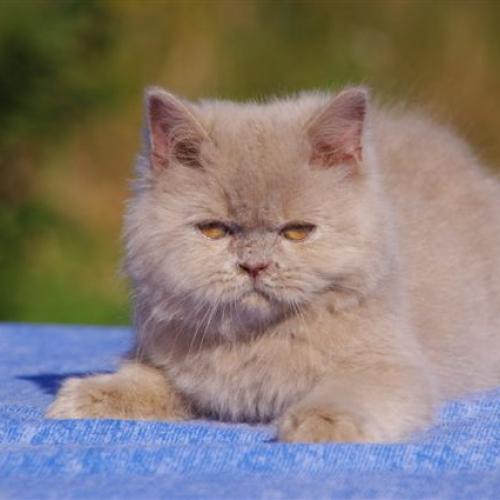 Eleveur : VOM LEBENS FRÖH