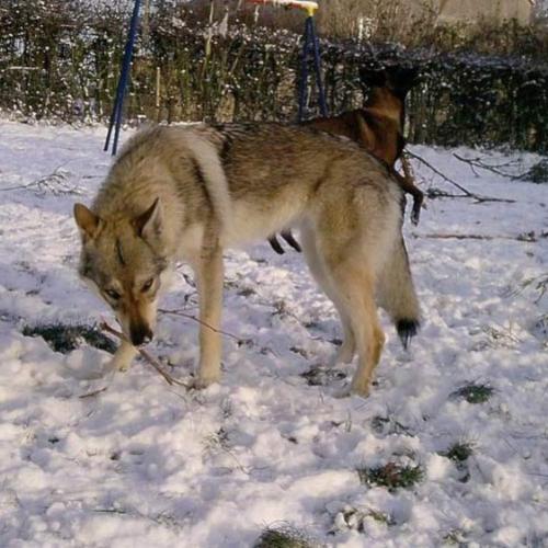 elevage : Chien Loup Tchecoslovaque Chihuahua