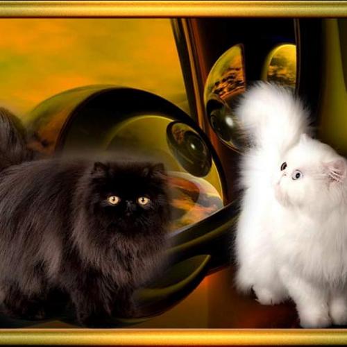 Eleveur : CHATTERIE DE LA LISIERE D'OR