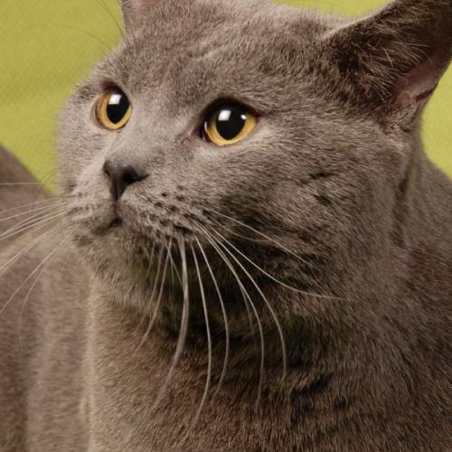 Eleveur : Chatterie de la motte Féodale