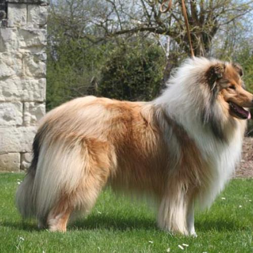 Eleveur : Les Hauts Vikings Normands