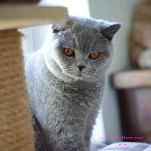 Eleveur : chatterie de l'hermisserie