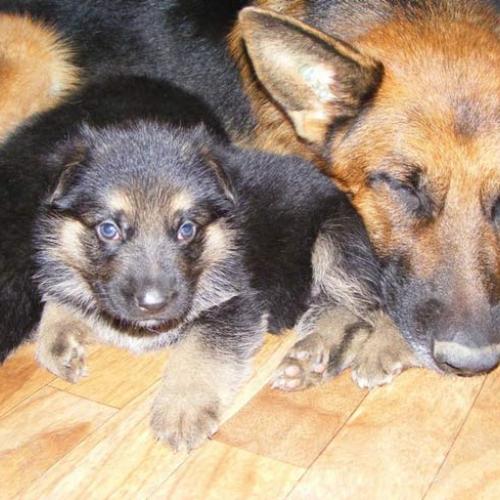 Eleveur : Euskal Herria Izarra