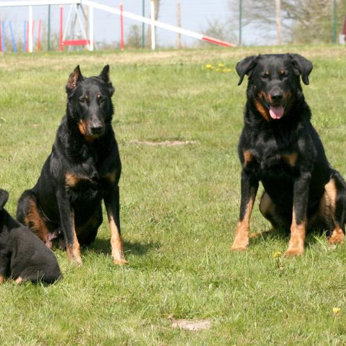 Eleveur : Le Clan des ERYNIES