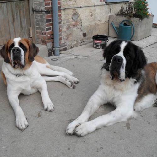 Élevage : saint bernard