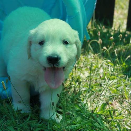 Eleveur : of tutti frutti island