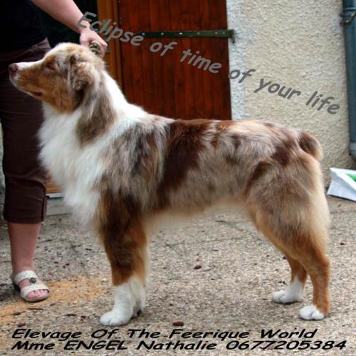 élevage de chiens Berger Australien