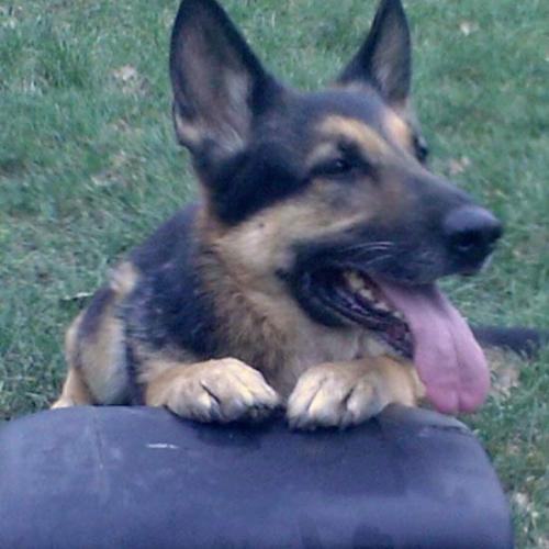 Élevage : berger allemand