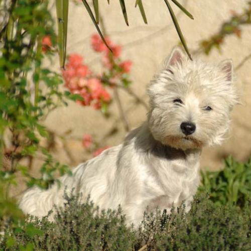 Eleveur : Elevage DES OLIPINS