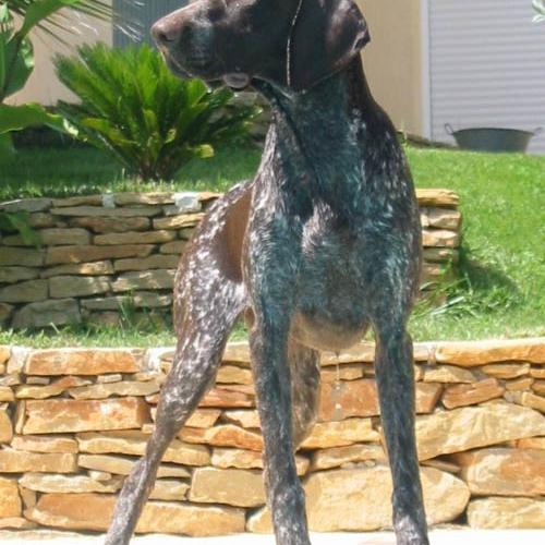 Élevage : braque allemand a poil court