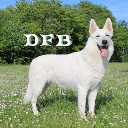 Berger Blanc Suisse - Welsh Cogi Cardigan