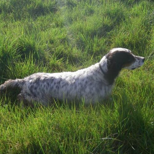 Élevage : setter anglais