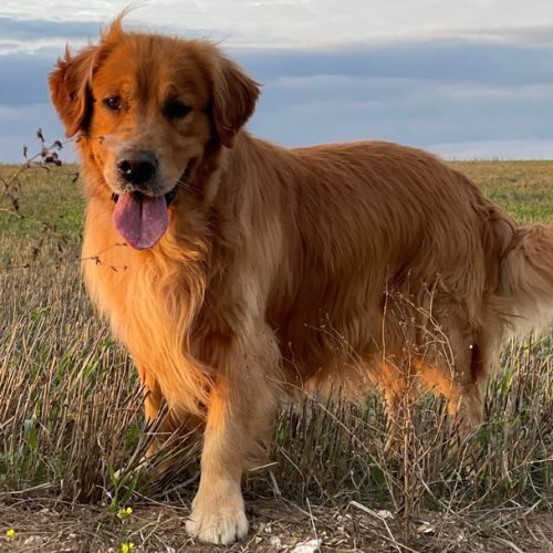 Élevage : golden retriever