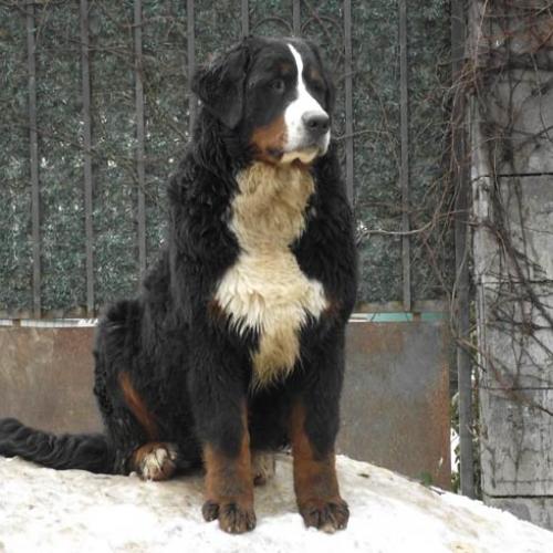 Eleveur : le Manoir des Espiguettes