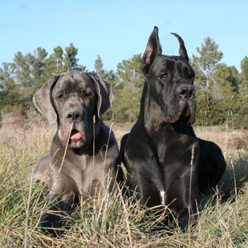 Eleveur : Elevage de l'Outsaïna