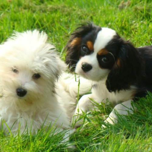 Eleveur : élevage des Féeries du Valdonne