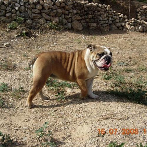 Élevage : bulldog
