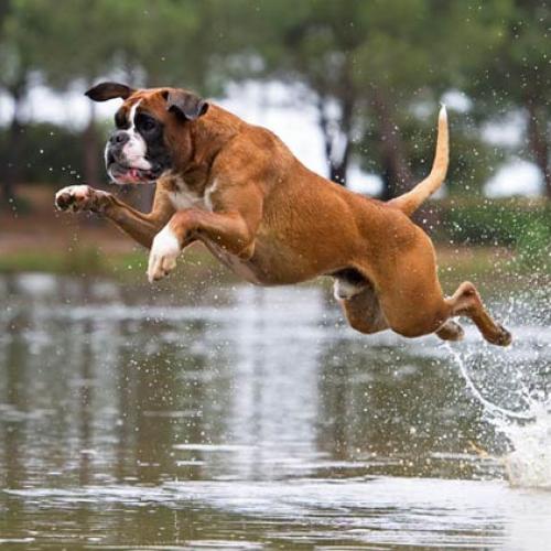 Eleveur : Bellemanie