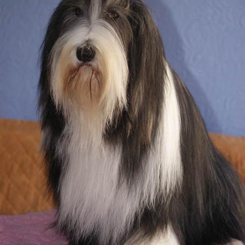 Elevage DU MANOIR DES LUCIOLES